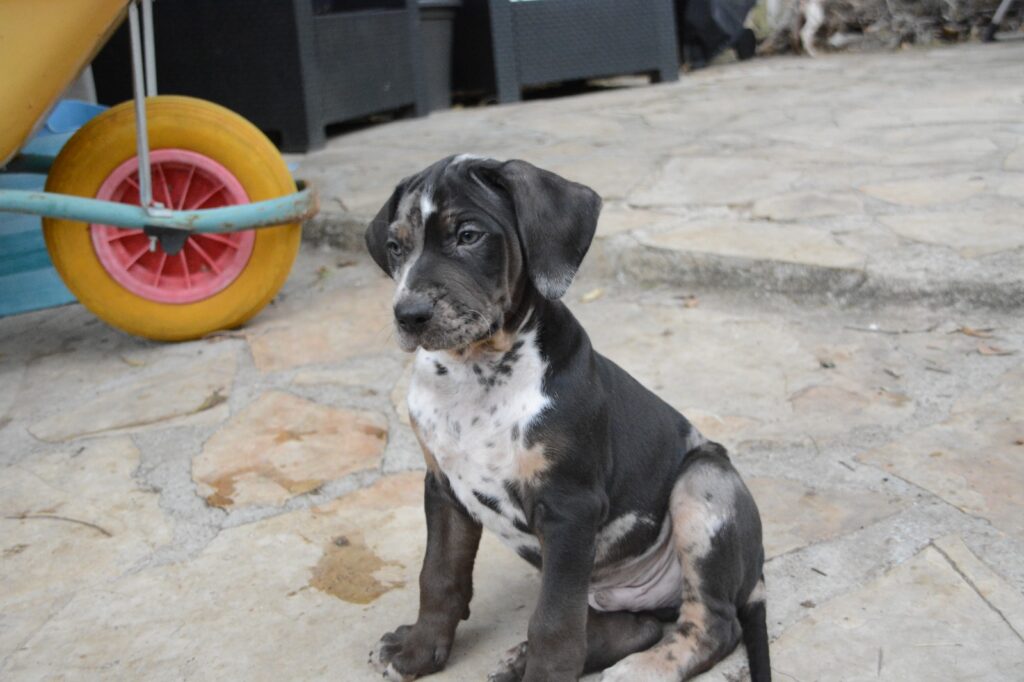 🐾 Cuccioli Catahoula Leopard Dog NALC - Disponibili Ora! 🐾