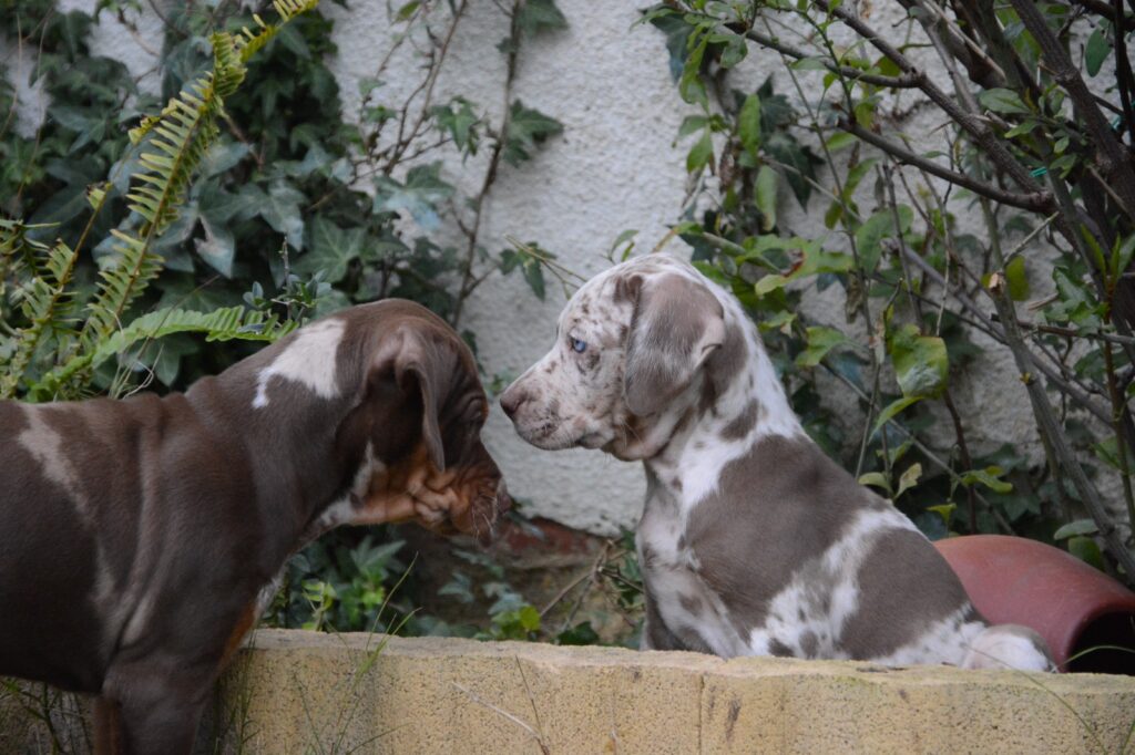🐾 Cuccioli Catahoula Leopard Dog NALC - Disponibili Ora! 🐾