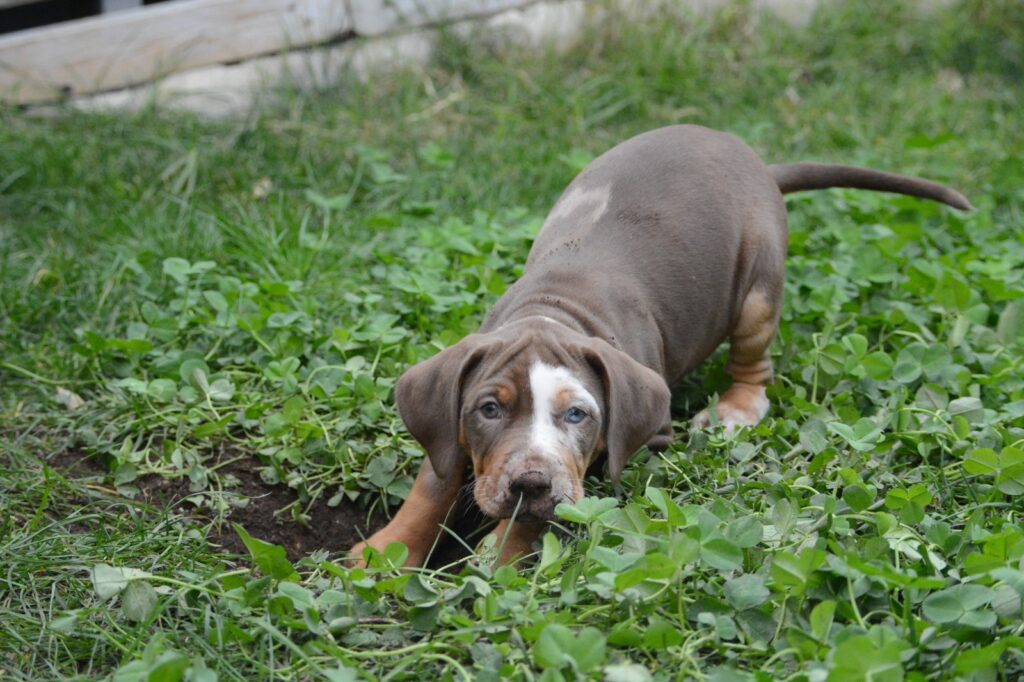🐾 Cuccioli Catahoula Leopard Dog NALC - Disponibili Ora! 🐾