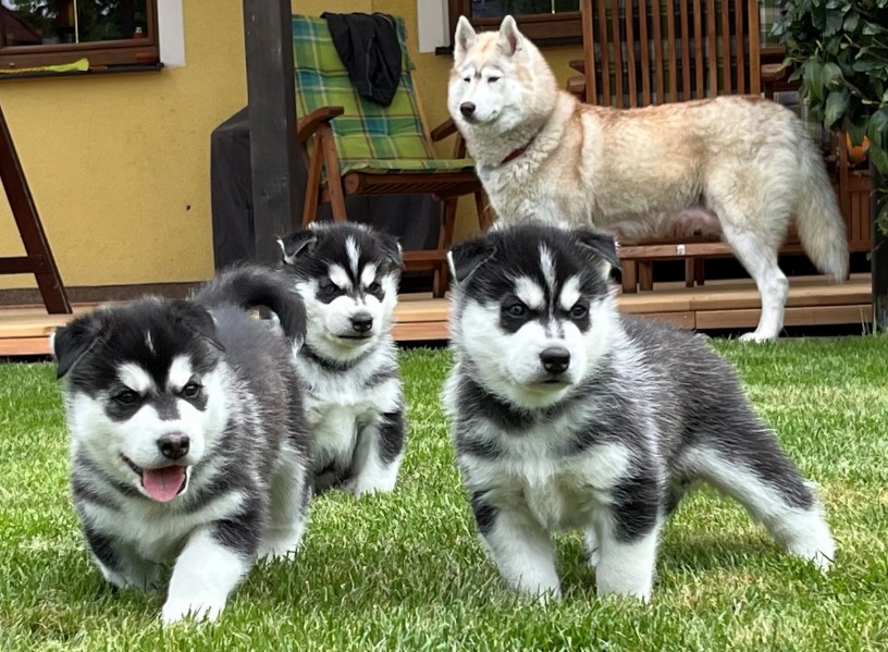 Cuccioli di Siberian husky