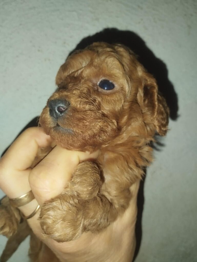 barboncini nani albicocca