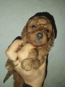 barboncini nani albicocca