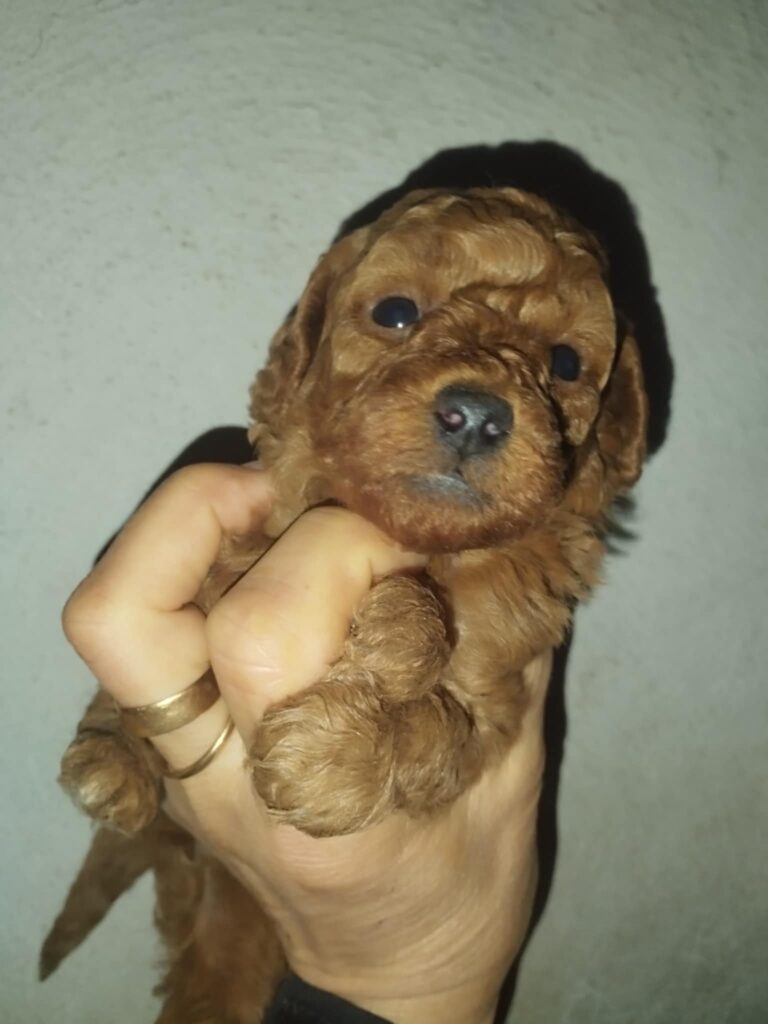 barboncini nani albicocca