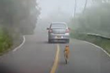 cane non abbandonato