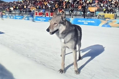 cane olimpiadi