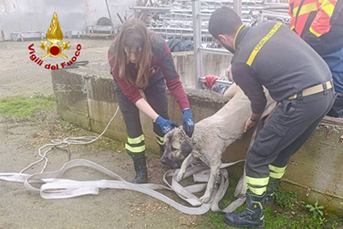 cane salvato dai liquami