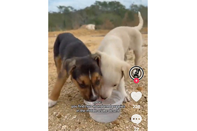 cuccioli abbandonati