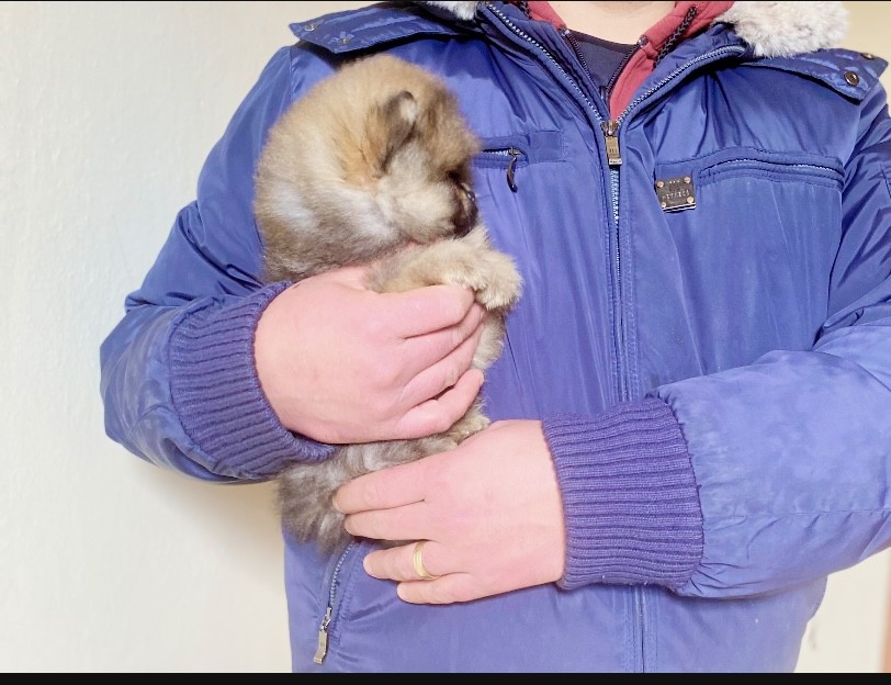 Cucciolo di Pomerania con pedigree ENCI