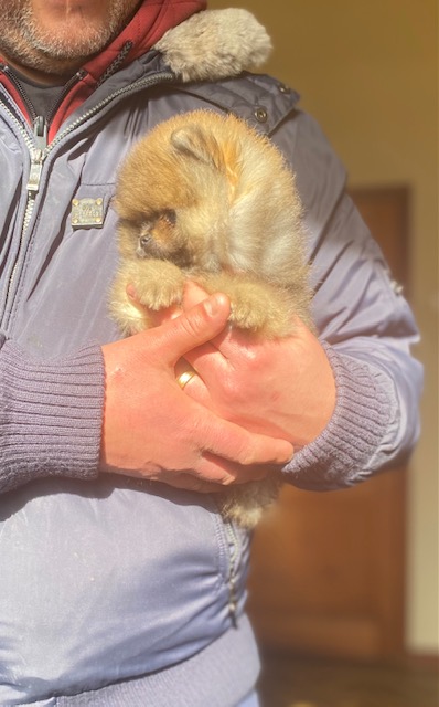 Cucciolo di Pomerania con pedigree ENCI