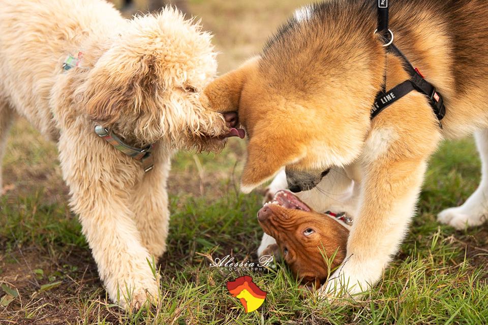 Attitude Dog scuola di educazione cinofila