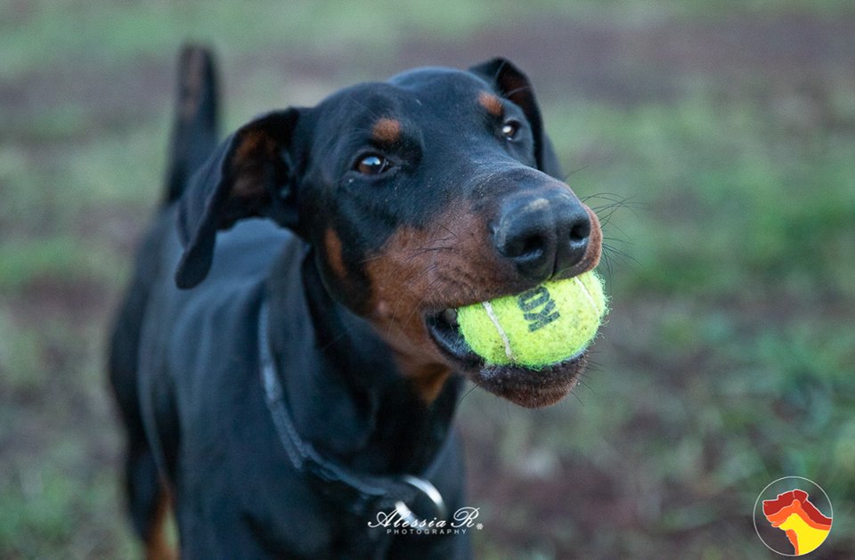 Attitude Dog scuola di educazione cinofila