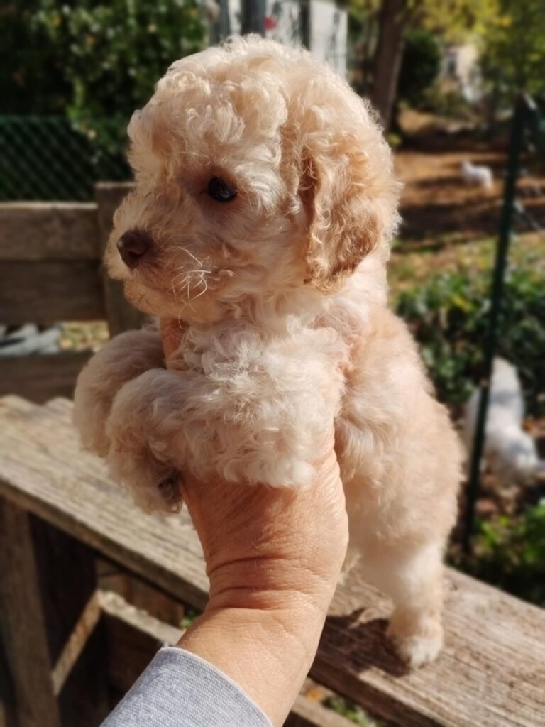 barboncini nani albicocca