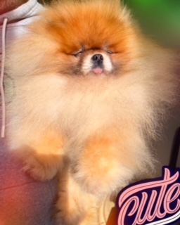 Cucciolo di Pomerania con pedigree ENCI