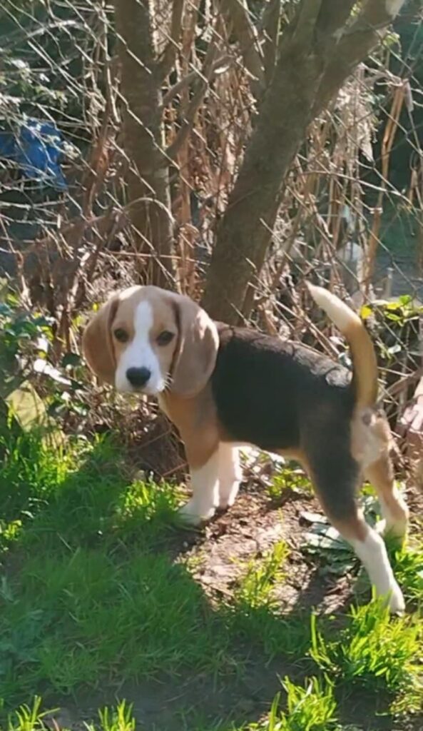 Beagle tricolore
