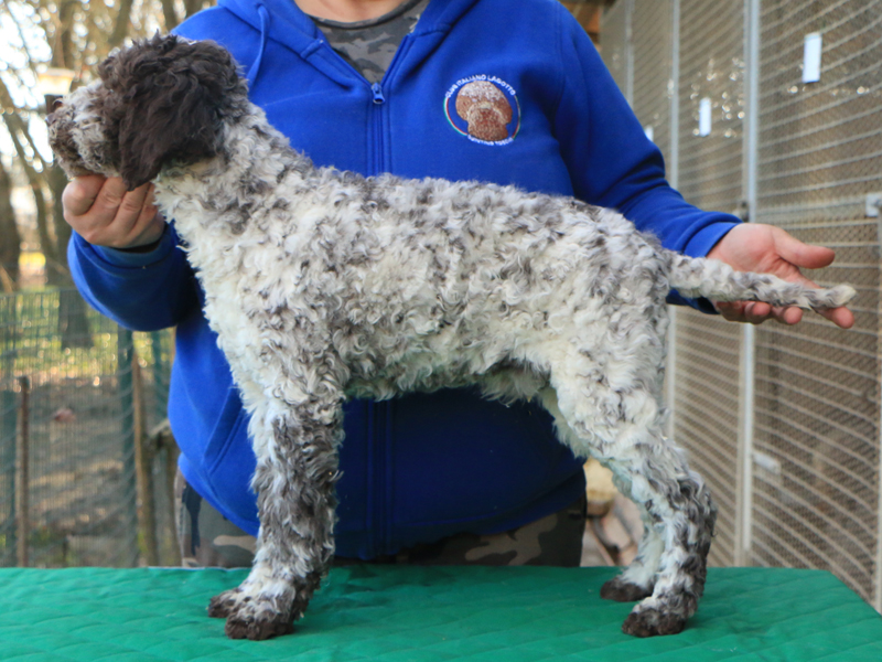 Lagotto romagnolo cucciolo