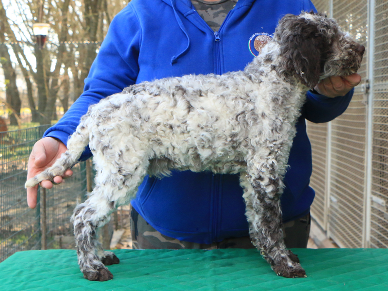 Lagotto romagnolo cucciolo