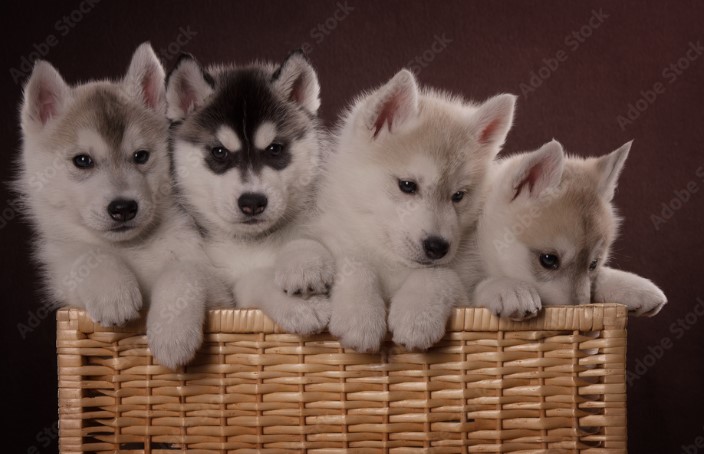 Cuccioli di Siberian husky