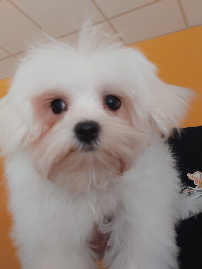 Maltese