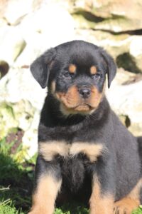 MASCHIO  ROTTWEILER  CON PEDIGREE ENCI
