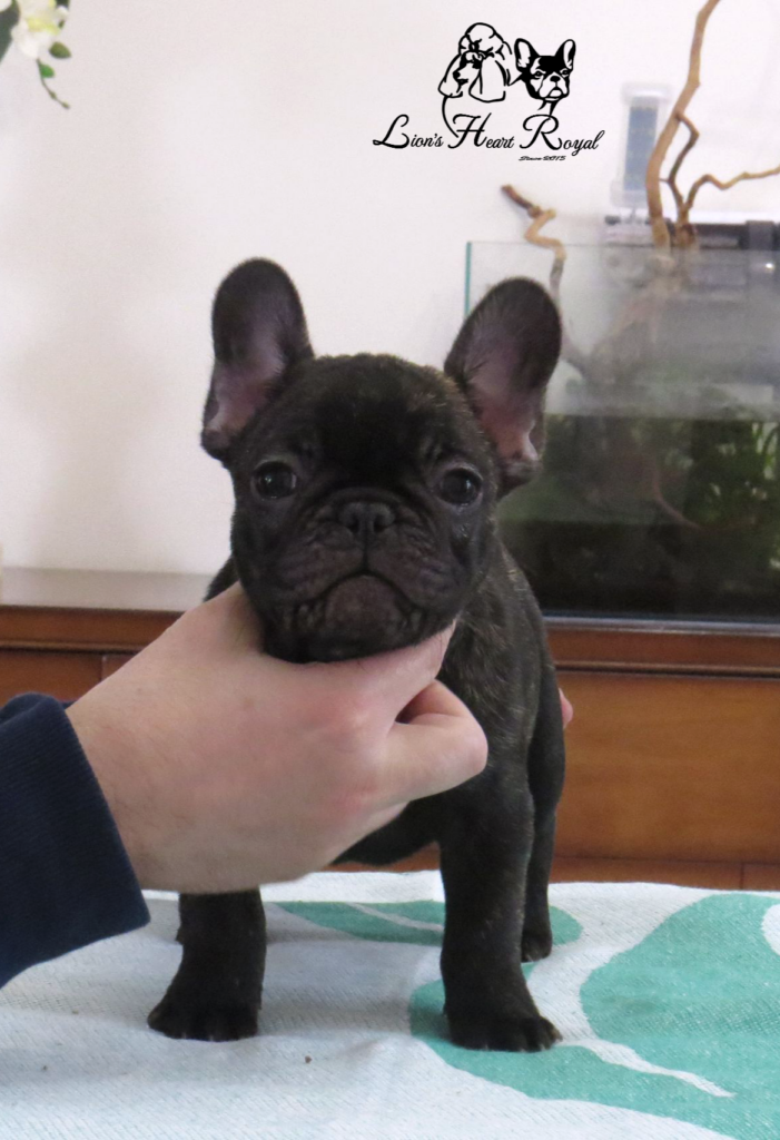 Bulldog francese alta genealogia