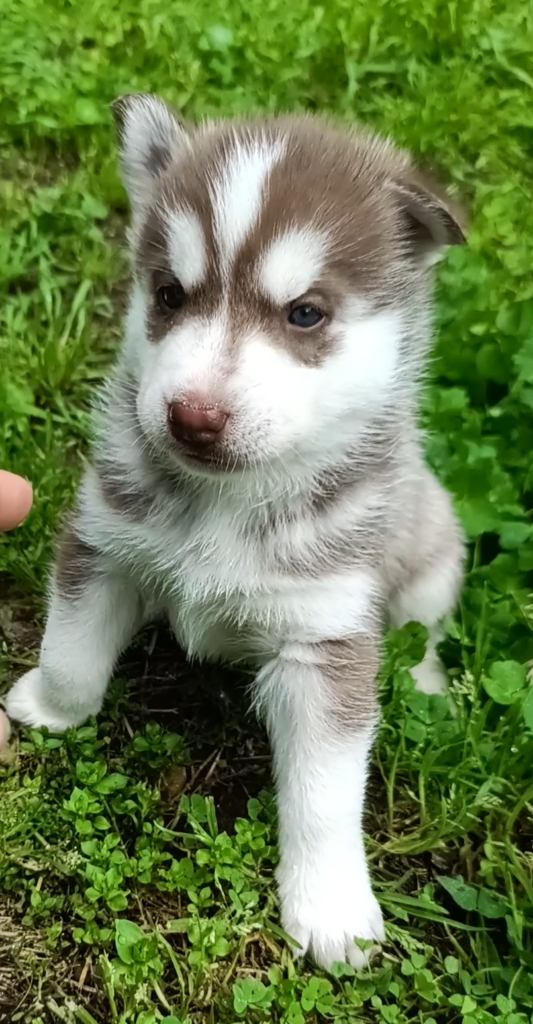 Cuccioli di Siberian husky con pedigree Enci