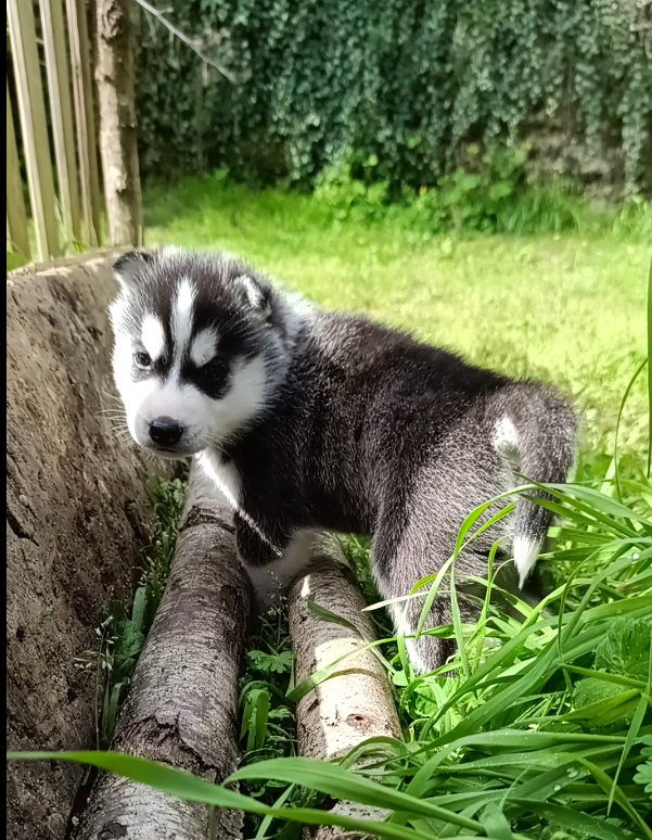Cuccioli di Siberian husky con pedigree Enci