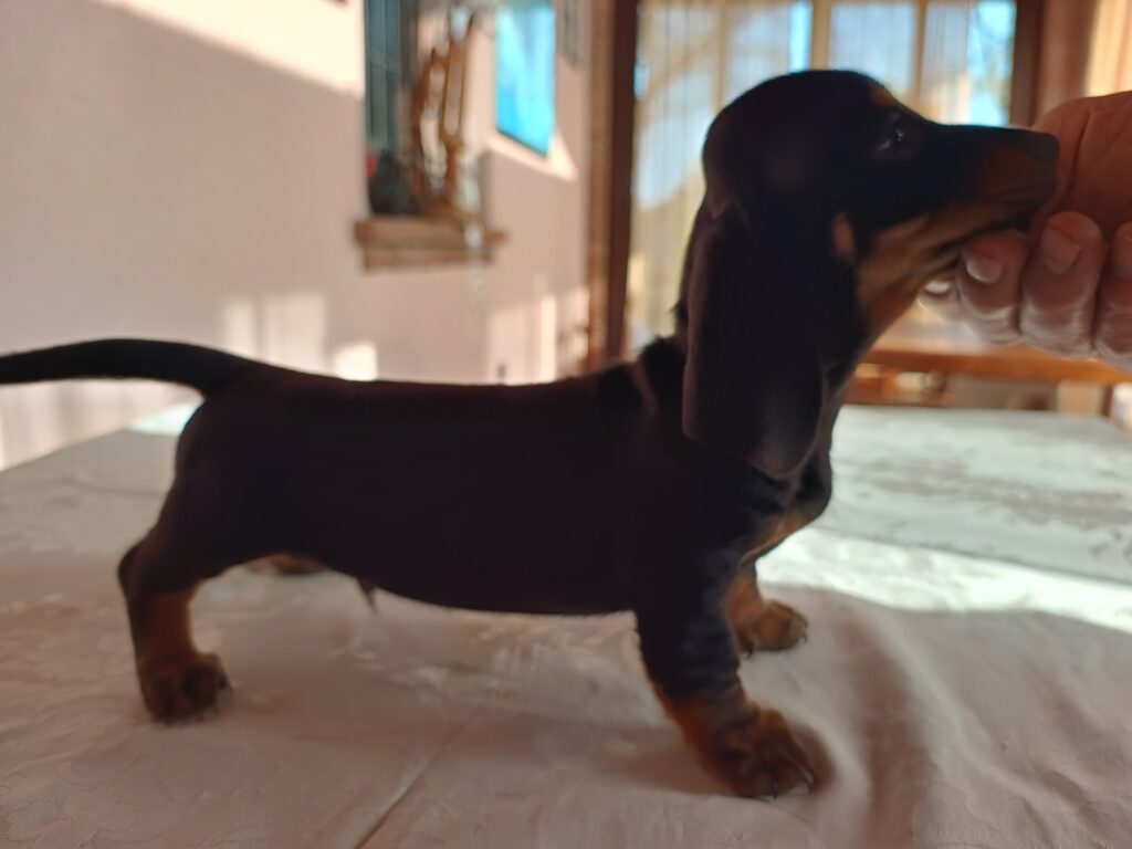 BASSOTTI TEDESCHI PELO CORTO