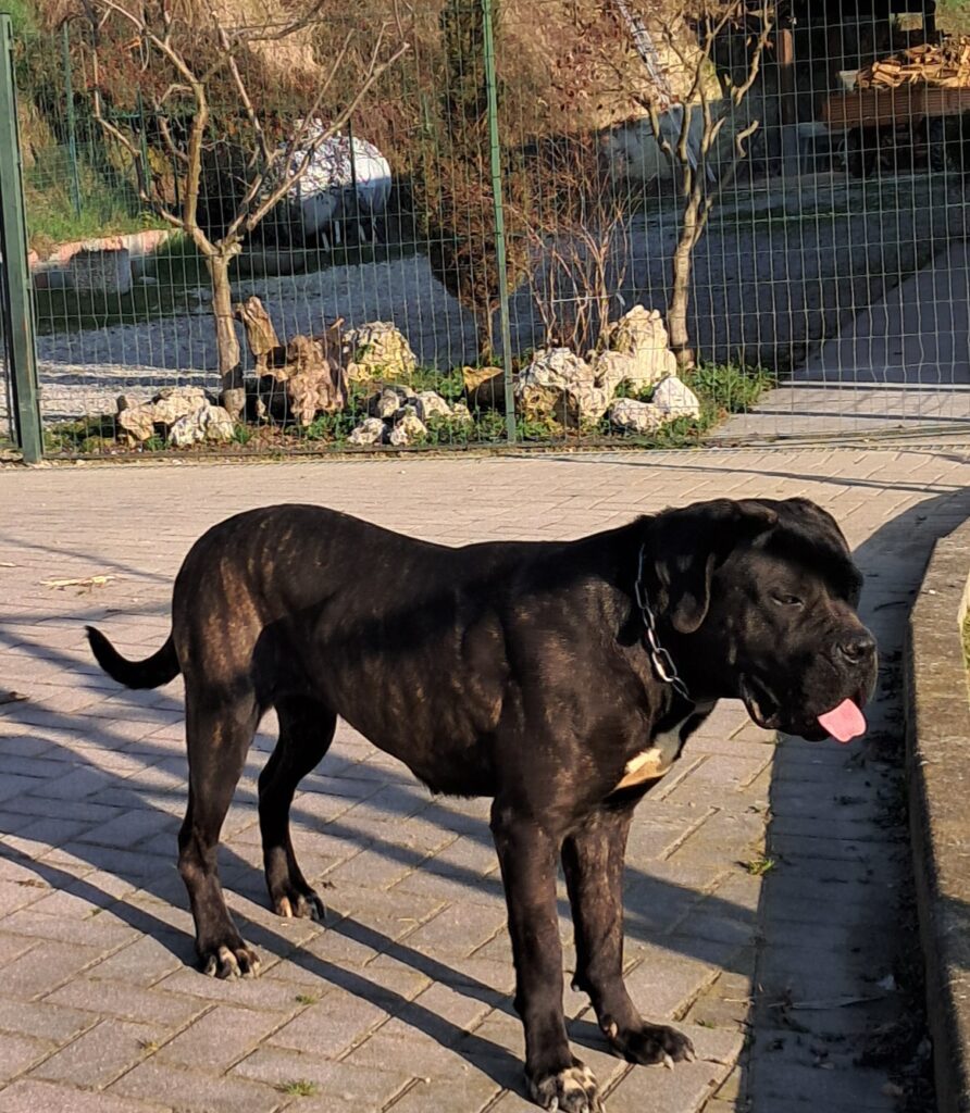 spettacolari cuccioli di Cane Corso