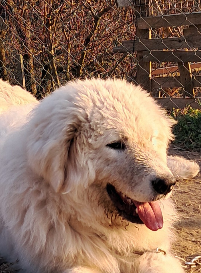 Spettacolari cuccioli di Pastore  Abruzzese