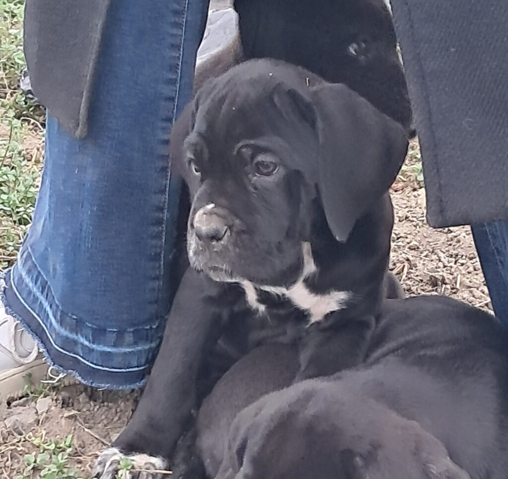 spettacolari cuccioli di Cane Corso