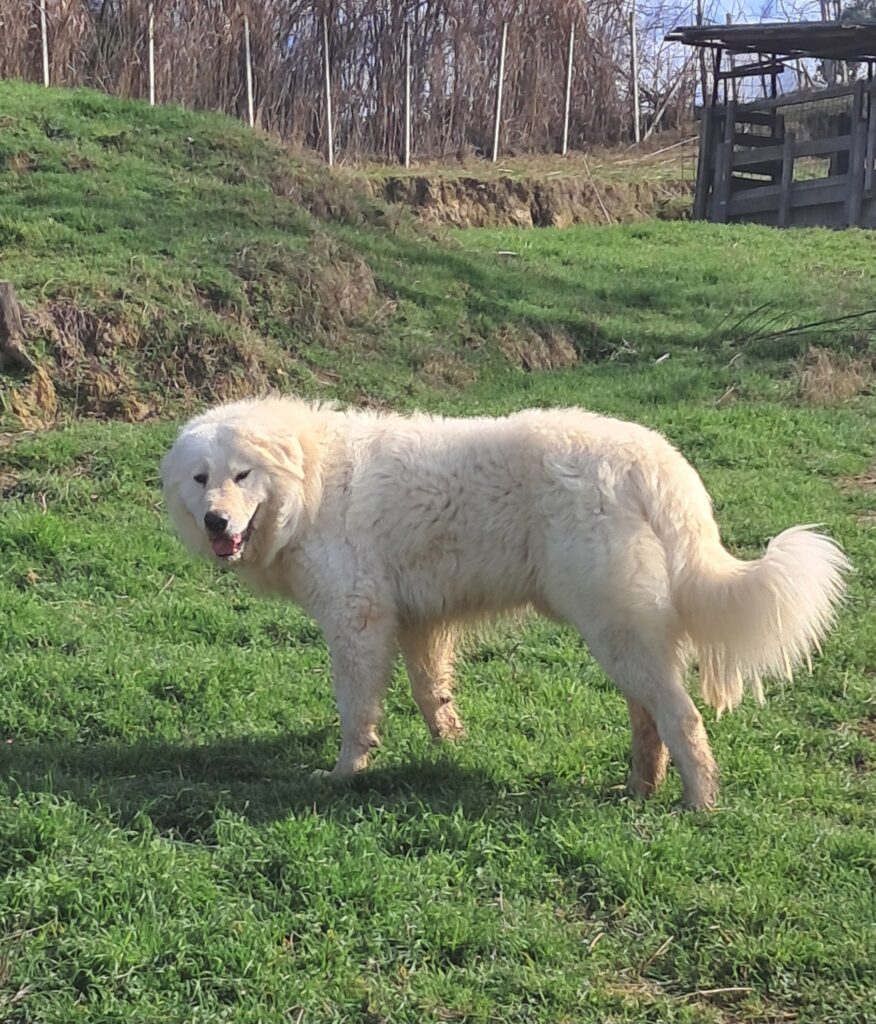 Spettacolari cuccioli di Pastore  Abruzzese