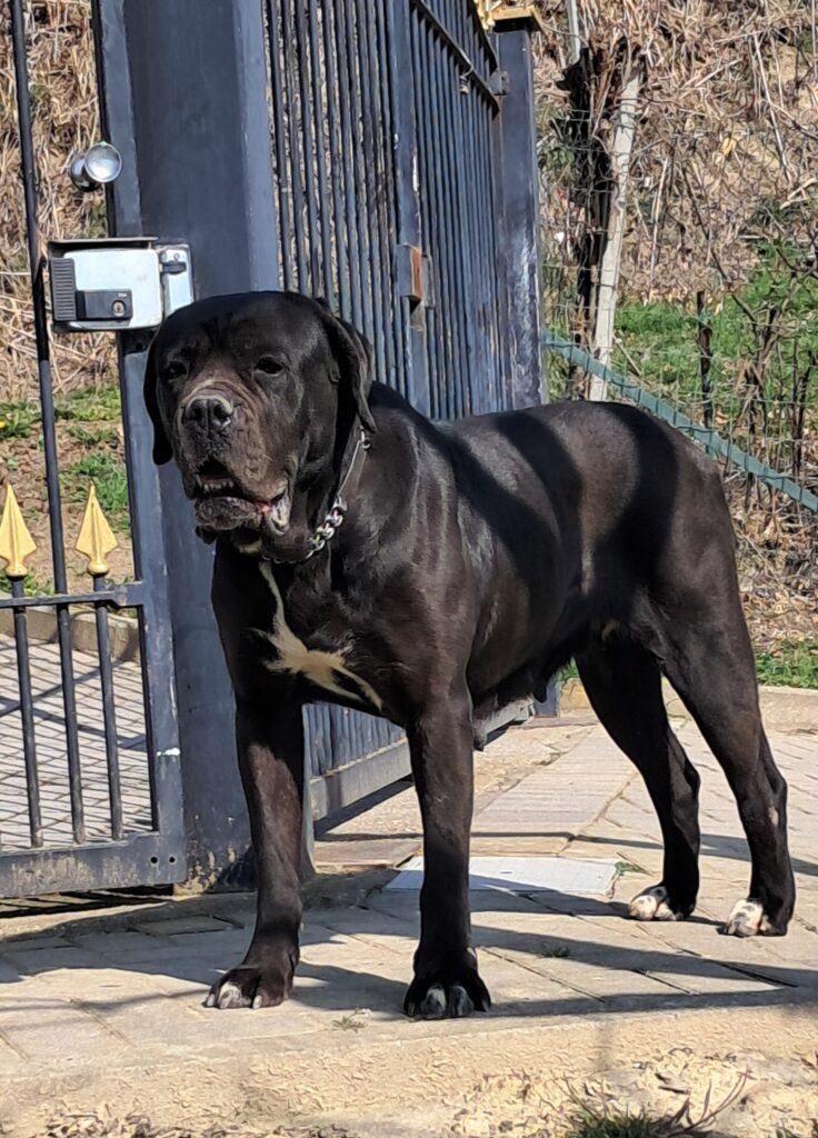 spettacolari cuccioli di Cane Corso