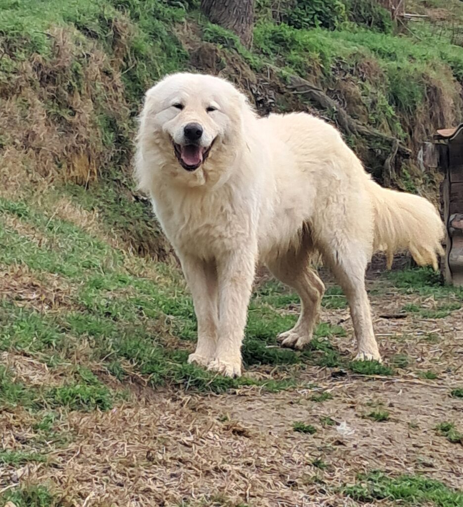 Spettacolari cuccioli di Pastore  Abruzzese