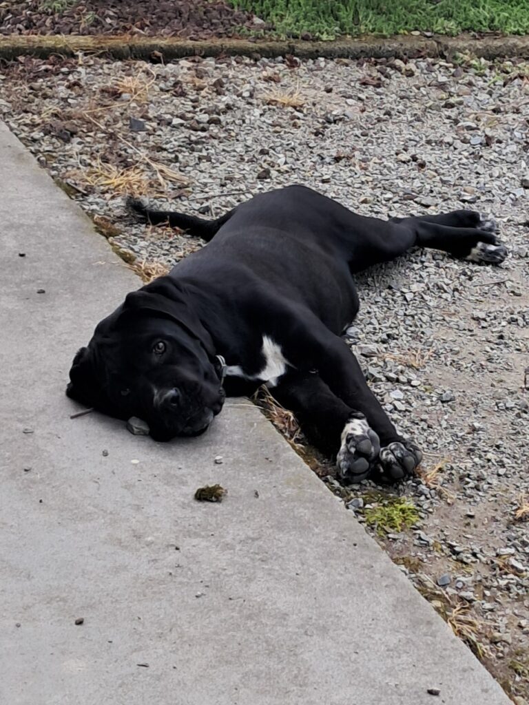 spettacolari cuccioli di Cane Corso