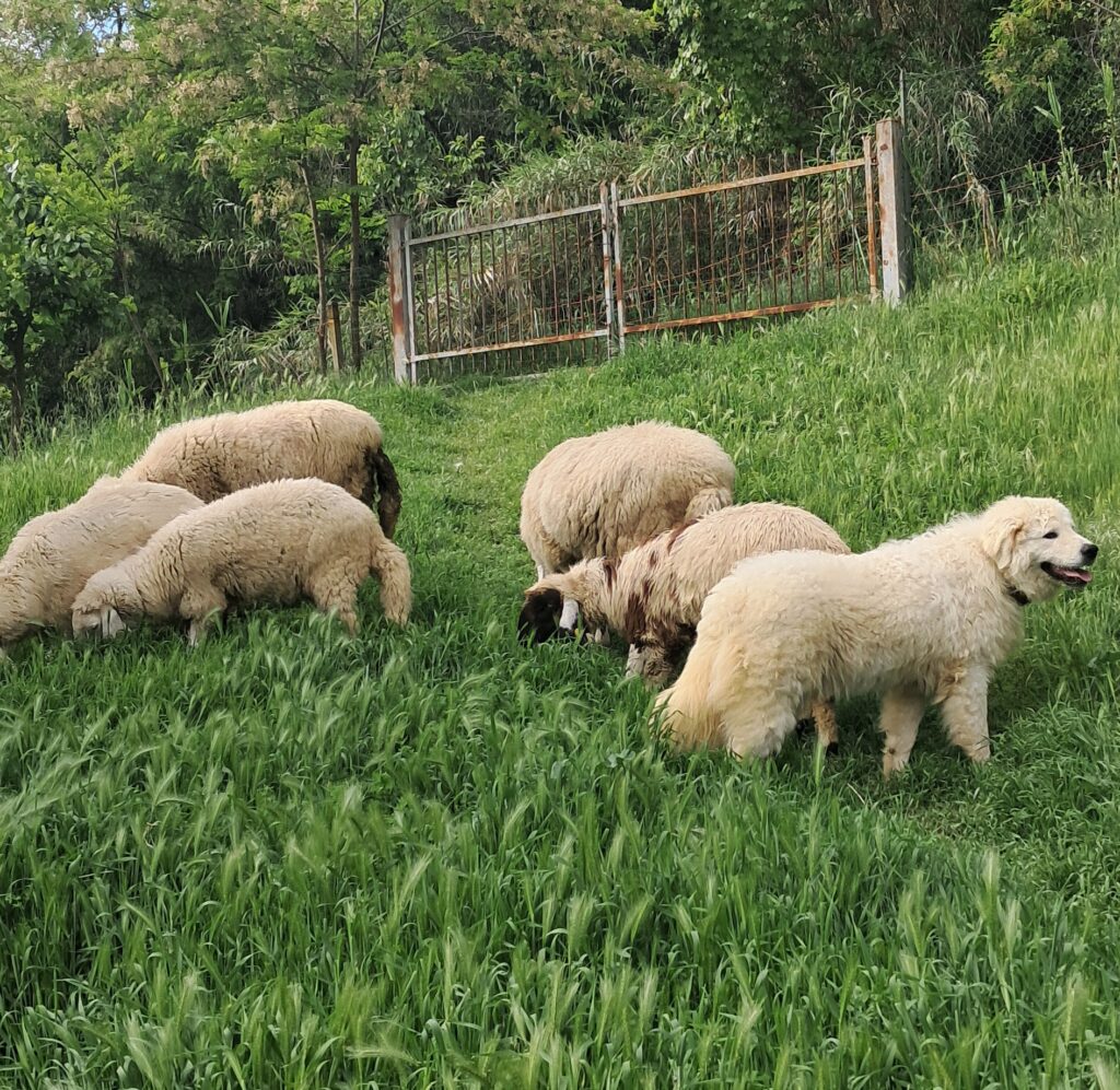 Spettacolari cuccioli di Pastore  Abruzzese