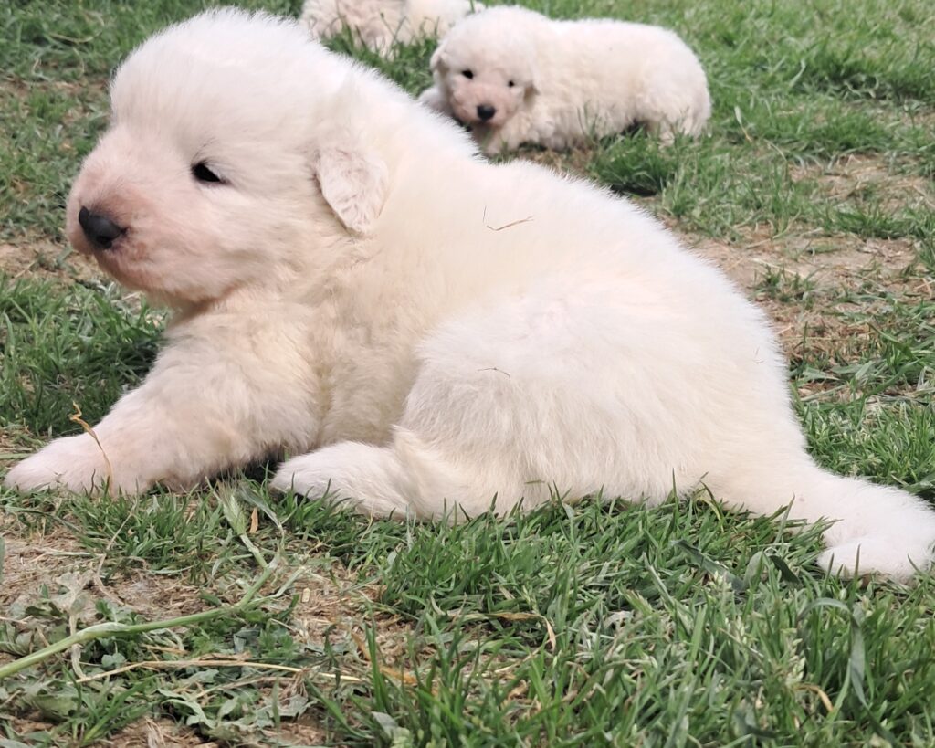 Spettacolari cuccioli di Pastore  Abruzzese
