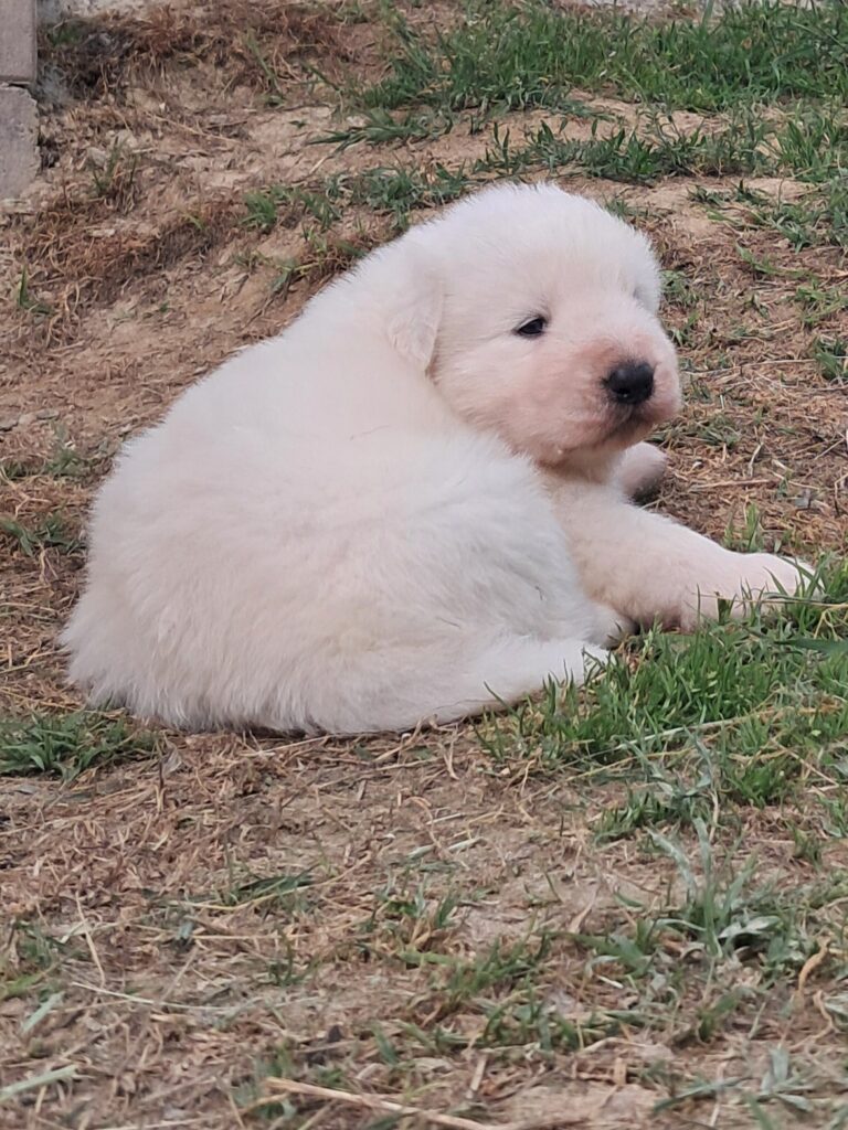 Spettacolari cuccioli di Pastore  Abruzzese