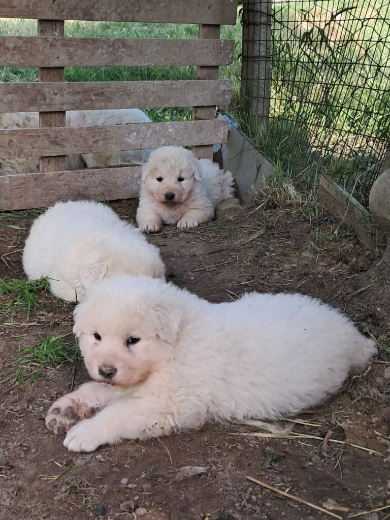 Spettacolari cuccioli di Pastore  Abruzzese