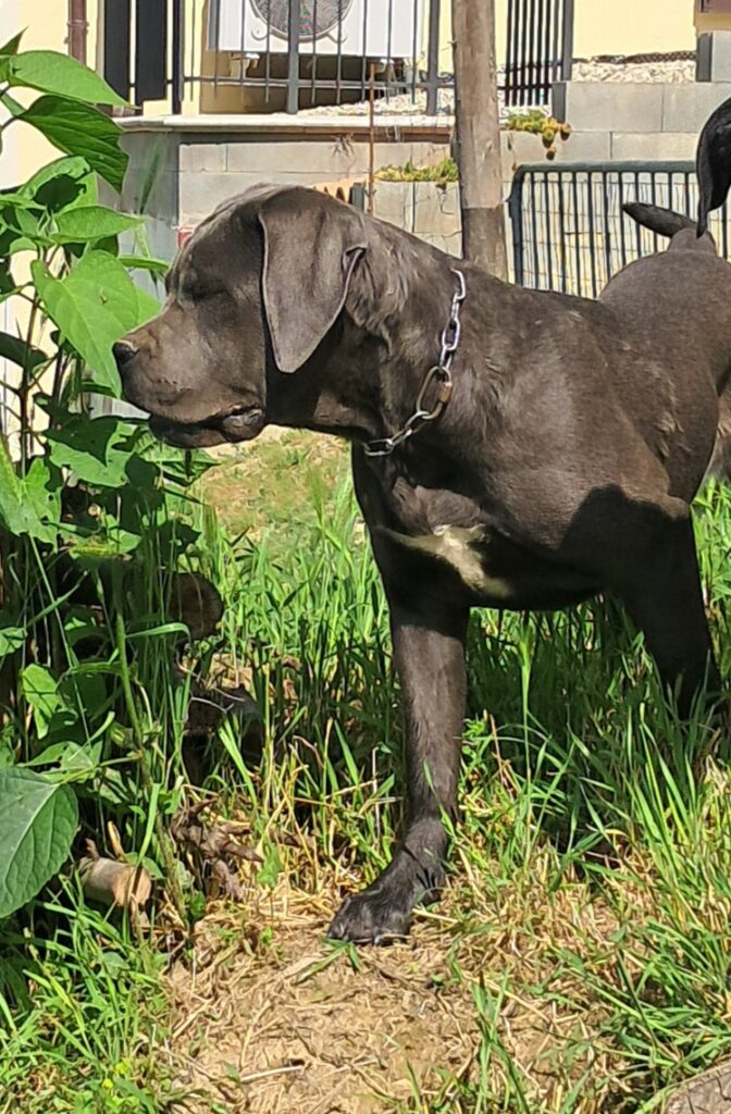 spettacolari cuccioli di Cane Corso