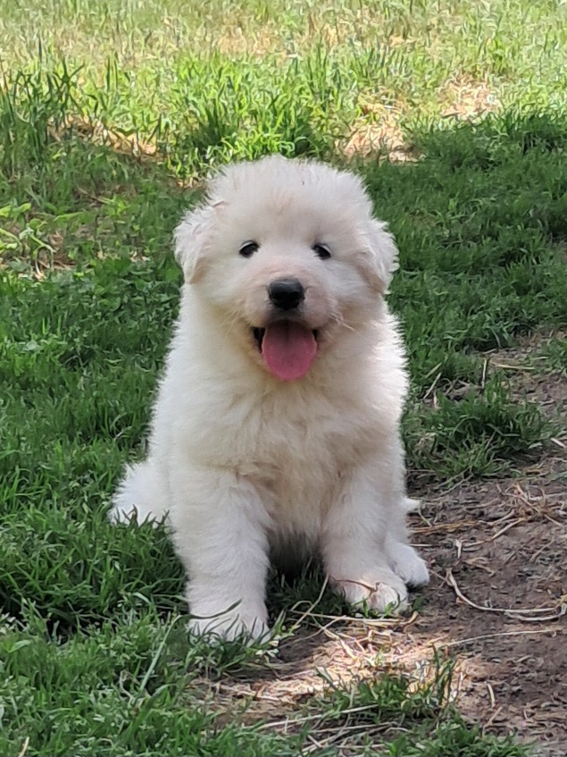 Spettacolari cuccioli di Pastore  Abruzzese