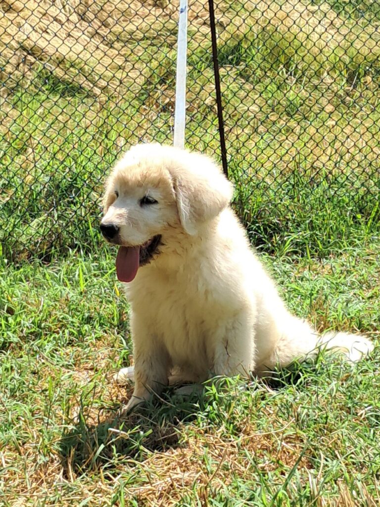Spettacolari cuccioli di Pastore  Abruzzese