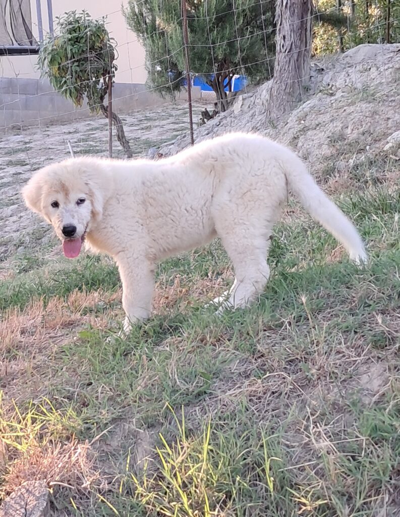 Spettacolari cuccioli di Pastore  Abruzzese
