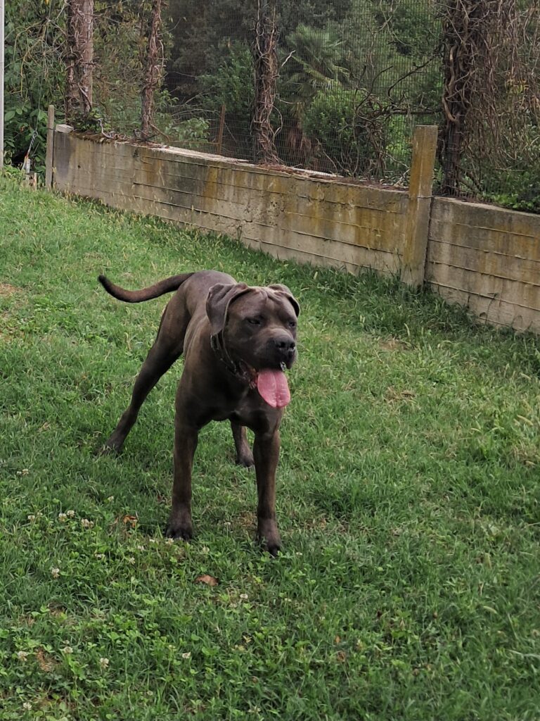 spettacolari cuccioli di Cane Corso
