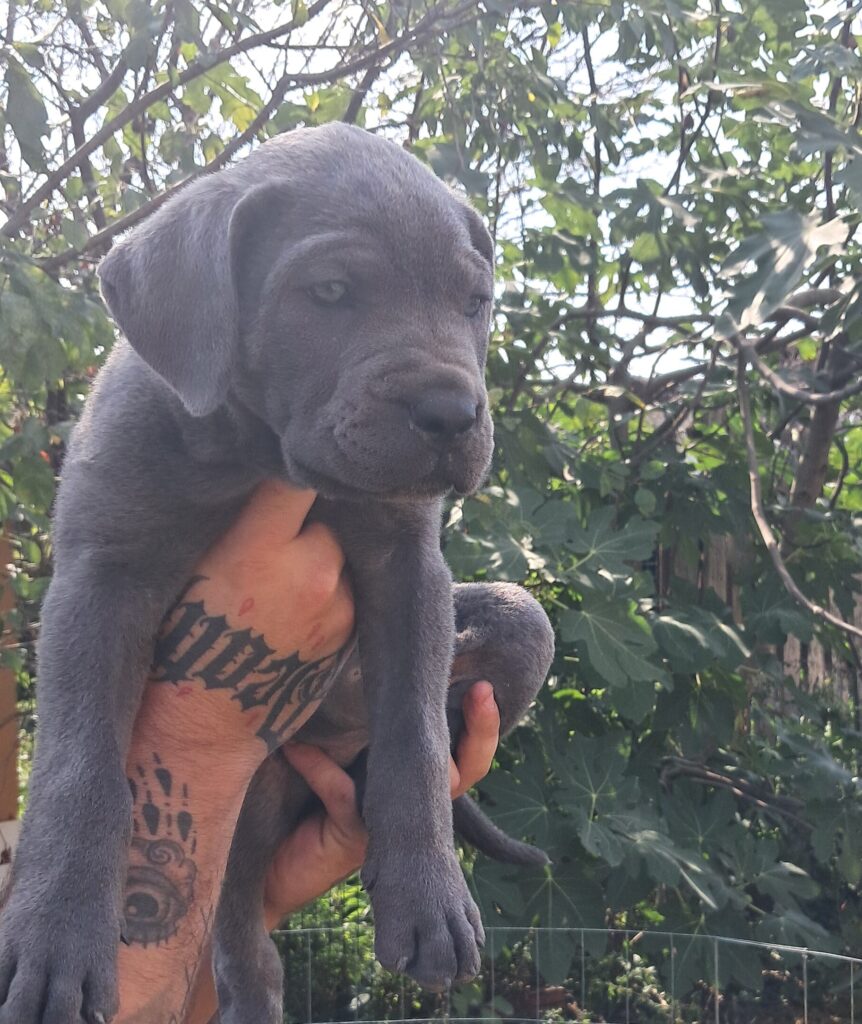 spettacolari cuccioli di Cane Corso