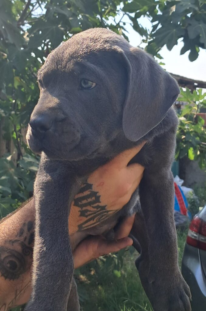 spettacolari cuccioli di Cane Corso