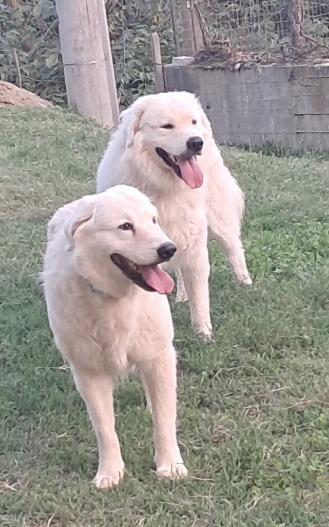 Spettacolari cuccioli di Pastore  Abruzzese