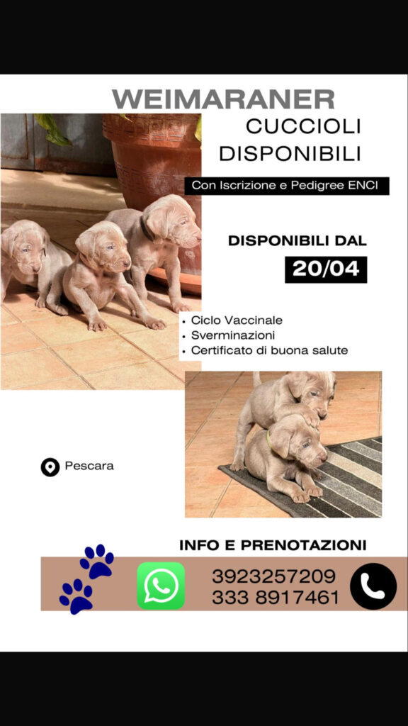 Cuccioli Weimaraner