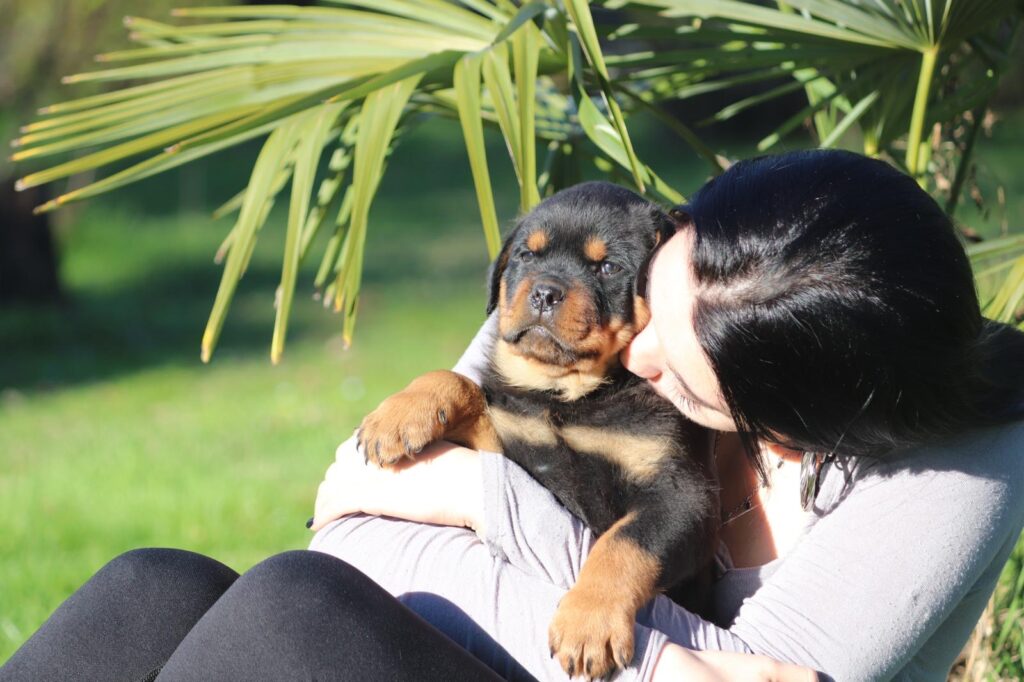 MASCHIO  ROTTWEILER  CON PEDIGREE ENCI
