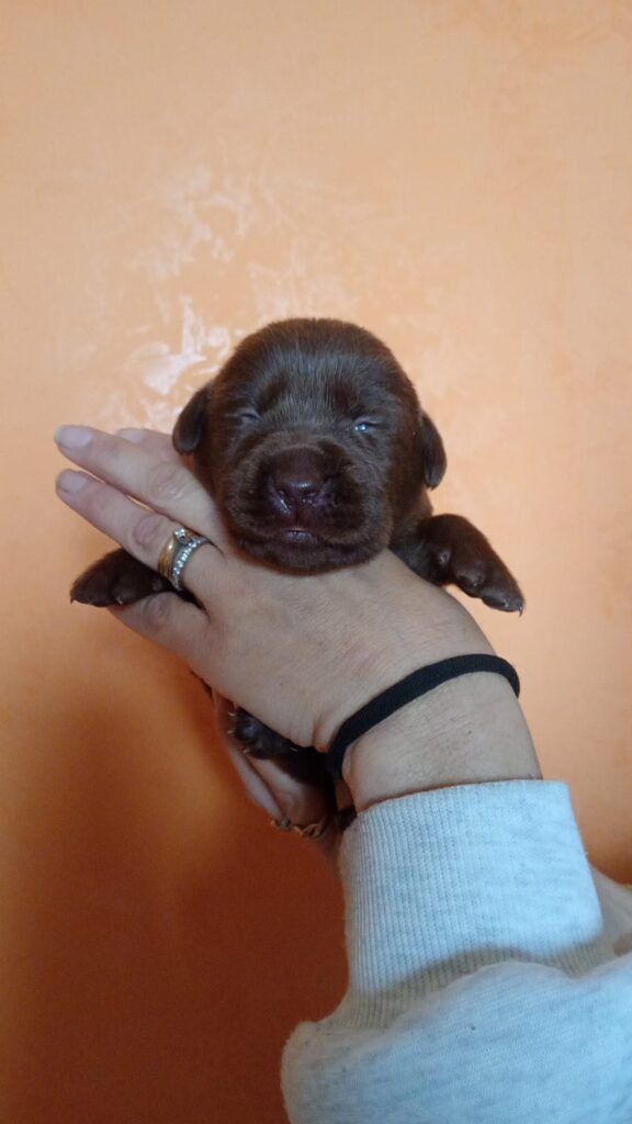 Labrador cioccolato