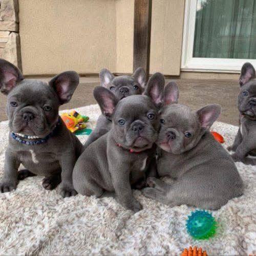 Cuccioli di Bulldog Francese